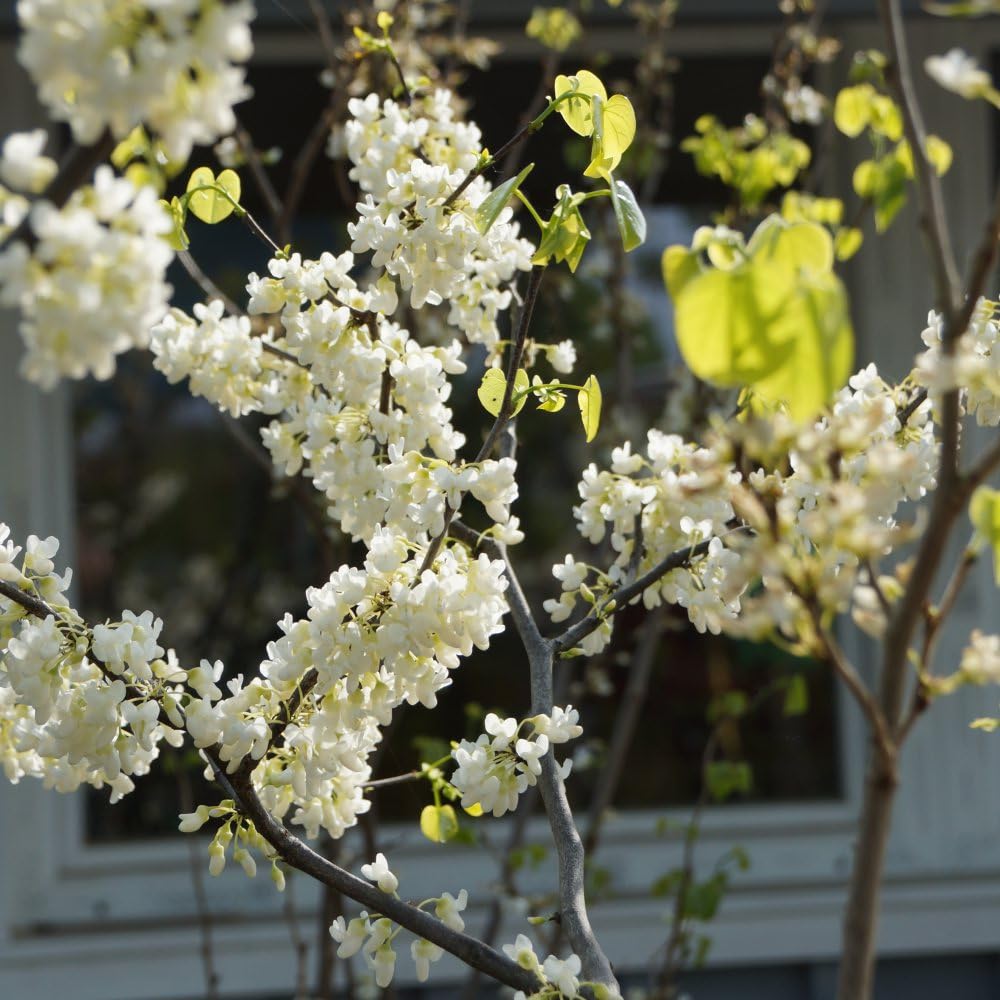 Cercis chinensis 'Shirobana' - Hardy Tree - Butter Yellow Autumn Colour - Glossy Dark Green, Heart-Shaped Foliage - Easy to Grow Your Own - 1x 9cm Potted Plant by Thompson and Morgan (1)