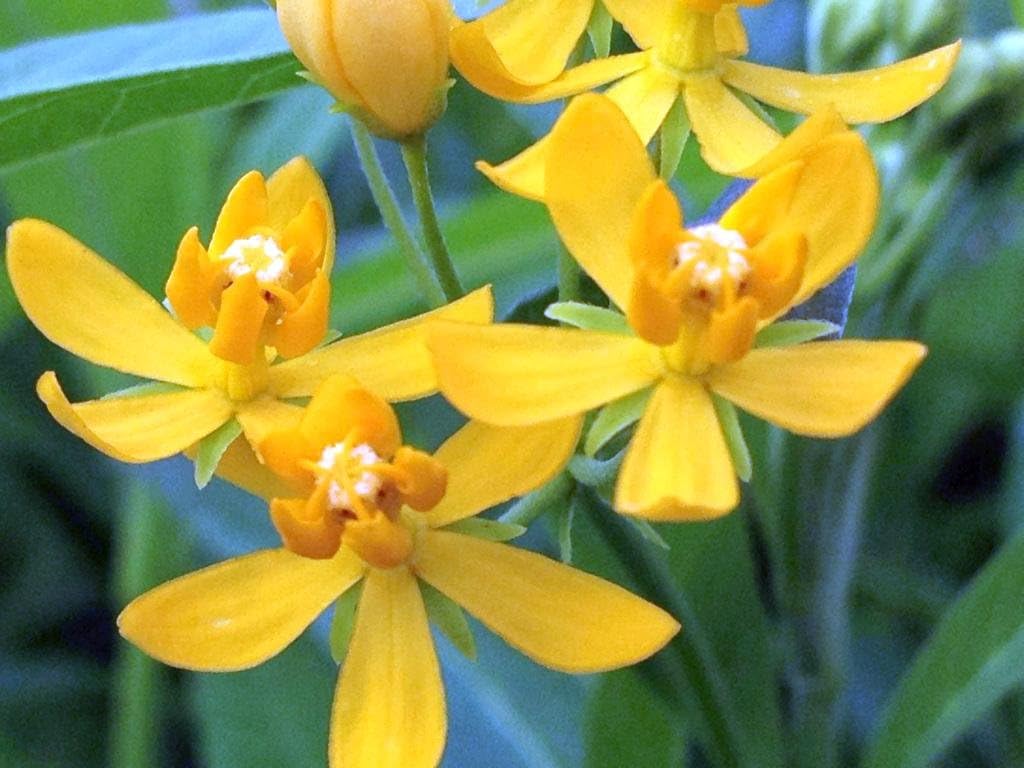 Milkweed Yellow- Asclepias curassavic-Live Tropical Plant- Butterfly Garden Host Plant - Emerald Goddess Gardens - Starter Sz 4 Inch Pot