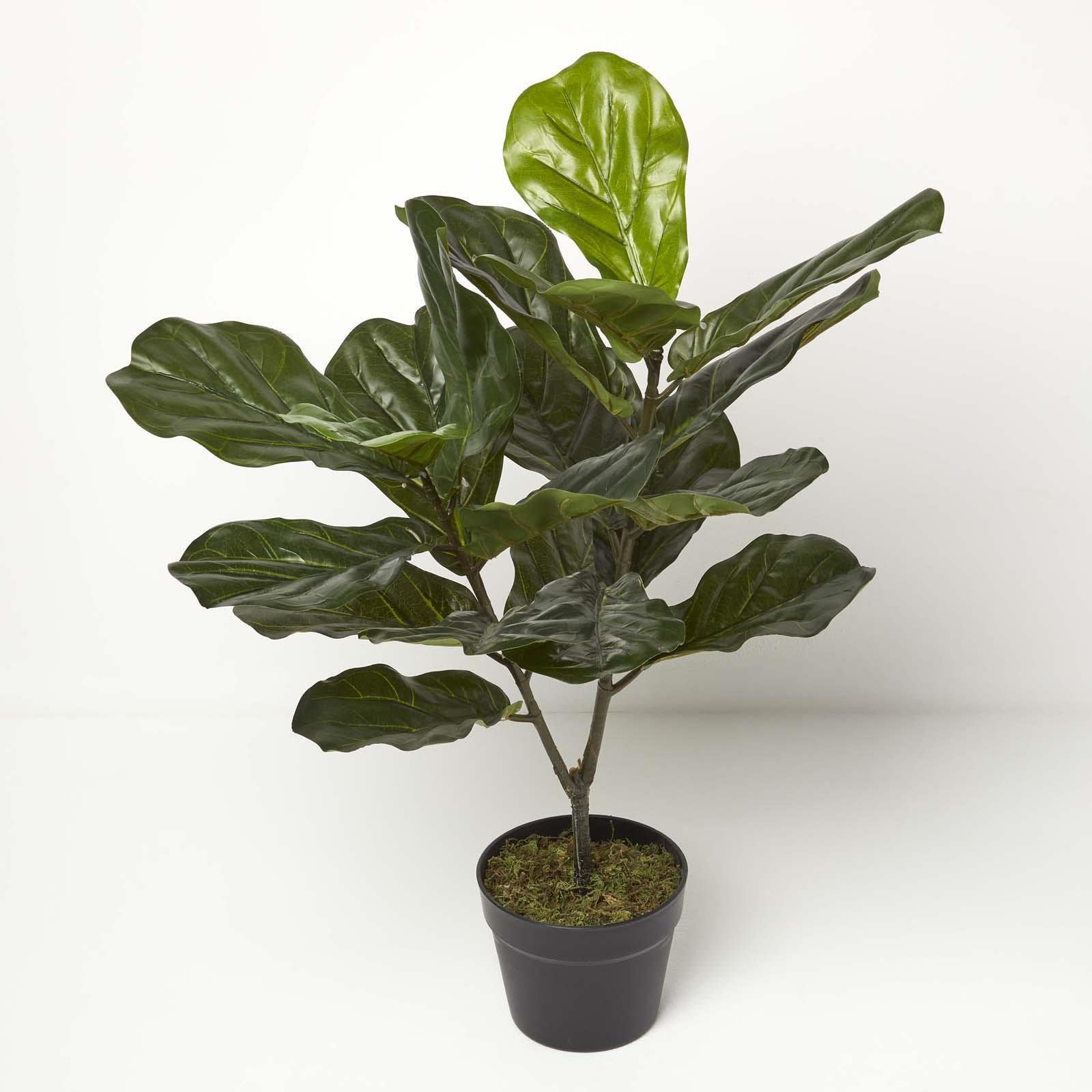 Homescapes Artificial Fiddle Leaf Fig Tree - 75 cm Tall - Green - Pot Included
