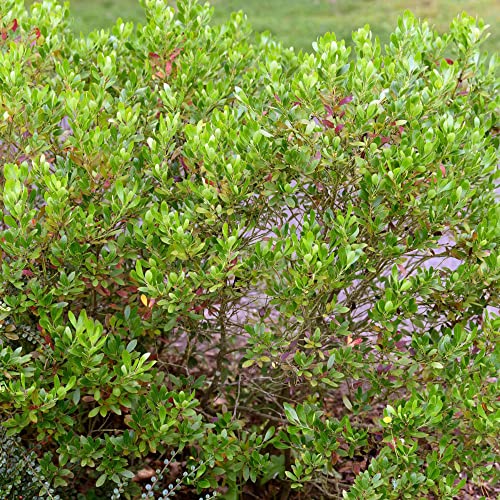 Inkberry Holly Seeds Ilex Glabra Evergreen Shrub Ornamental Plant Small Black Berries Garden Borders Outdoor 10Pcs Shrub Seeds By Yegaol Garden #TOP2