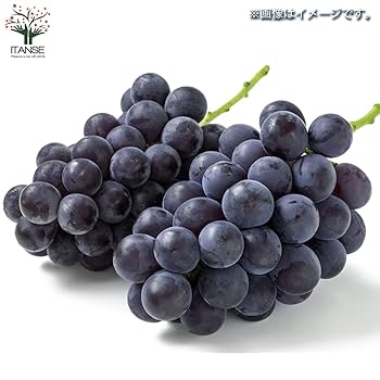 Amazon.co.jp: ぶどうの苗 品種：BKシードレス 5号ポット苗