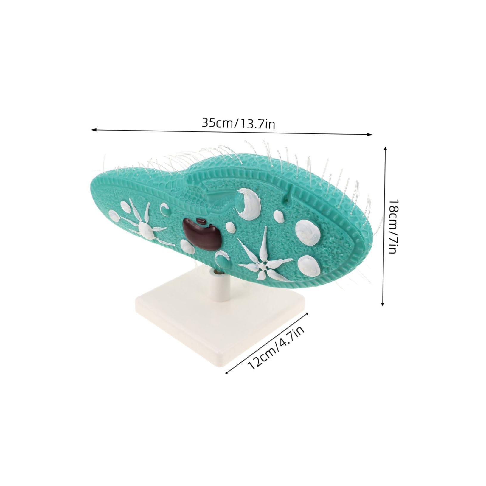 BESPORTBLE Modell mit Detailliertem Ziliendesign Pantoffeltierchen aus PVC Realistische Struktur und Ständer für Biologieunterricht und Naturwissenschaftliche Experimente im Klassenzimmer