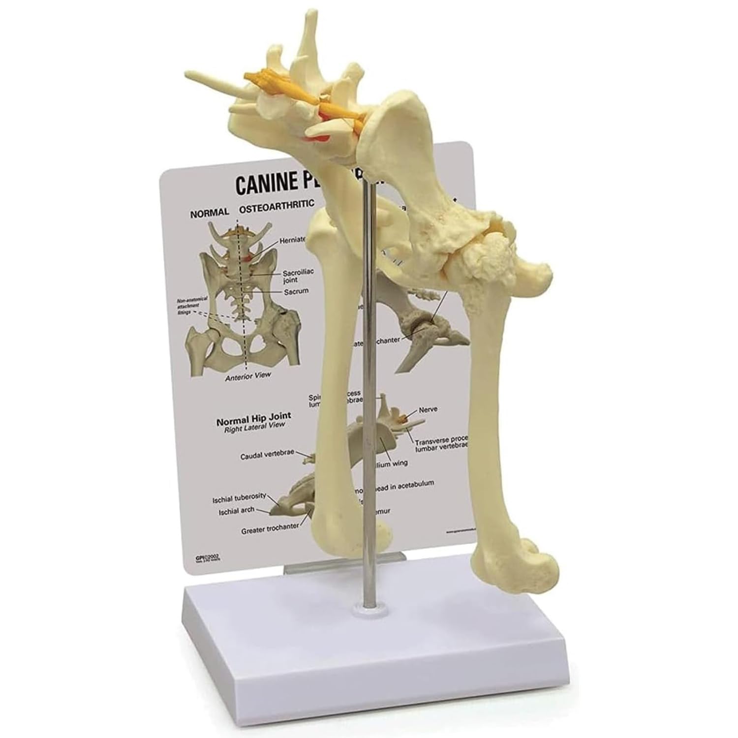 COYEUX Canine Hip with Femur Model Teaching Model, Dog Skeleton Model, Dog Skeleton Leg Specimen Biology Medical Animal Model, for Veterinary Study Display and Teaching