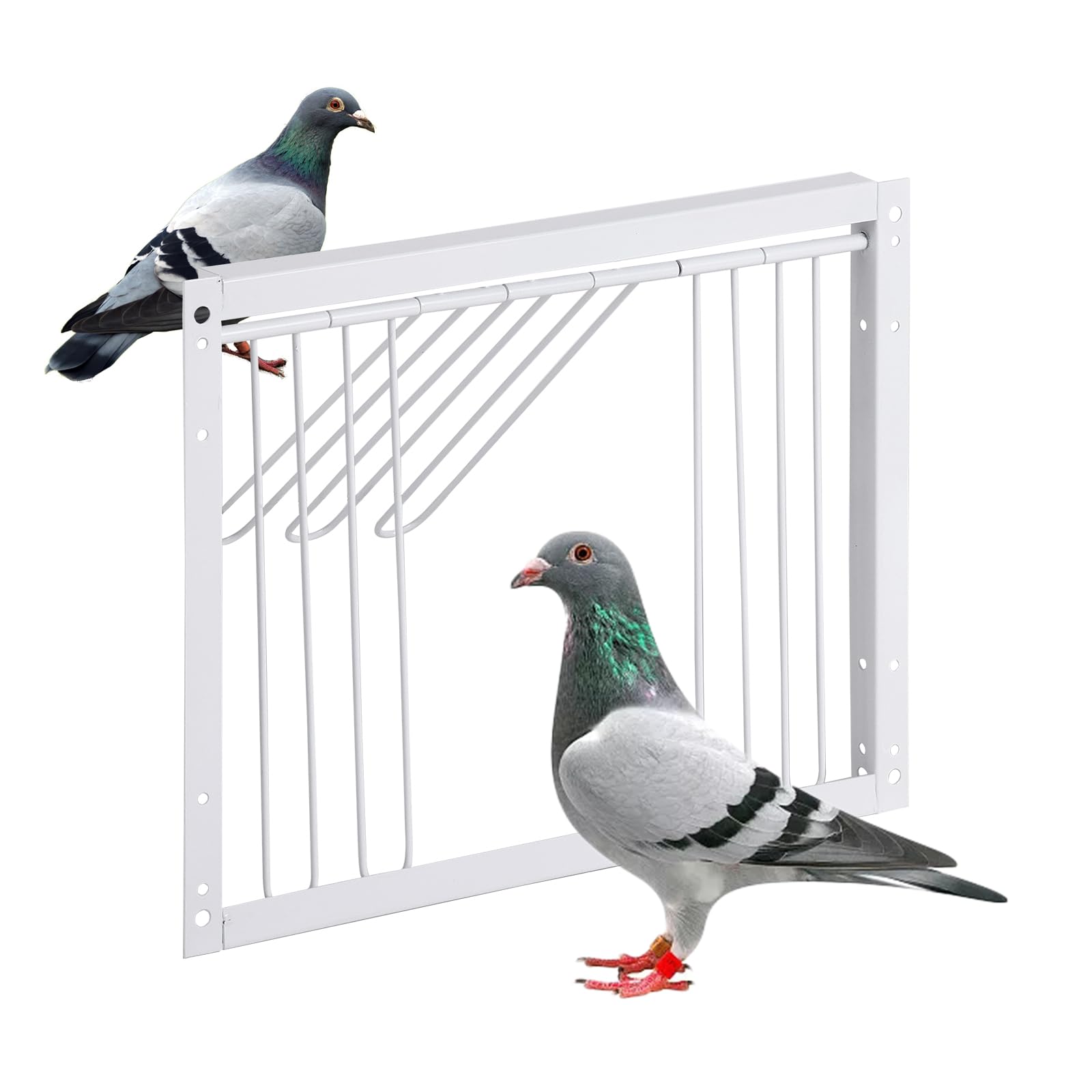 T-Trap - Porta d'ingresso per animali domestici, usa e getta, per piccione da corsa, piccione, porta d'ingresso in ferro, pappagallo, accessorio per l'allevamento di uccelli, 33 x 26 cm