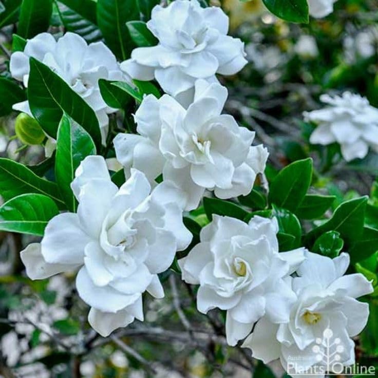 Image of Gandharaj Flower Plant Live - Grafted Hybrid Gardenia | Fragrant Desi Sugandharaj for Home Garden & Outdoor | All Season Blooming Aromatic Plant || without Pot (pack of 1)