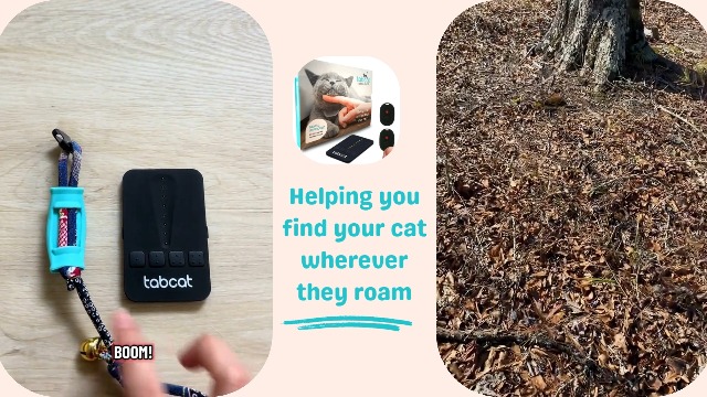 Amazon.com: Tabcat V2 Cat & Kitten Tracker - No Monthly