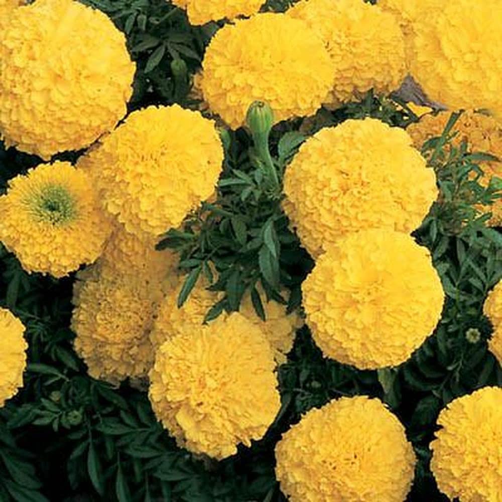 See full amazon price history chart for PLANTOGALLERY Marigold Yellow Inca F1 Hybrid Seeds PLANTOGALLERY Marigold Yellow Inca F1 Hybrid Seeds (B09B2MWGL6) Amazon Price History, Amazon Price Tracker