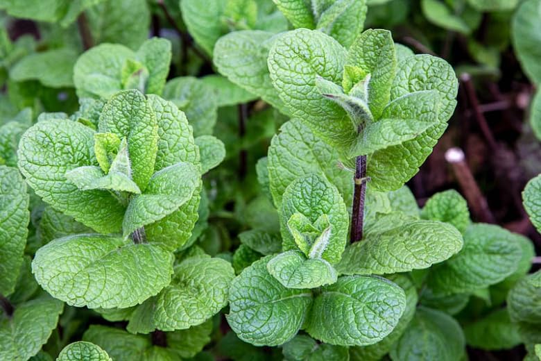Miniatura 3 de Mojito Mint Plant Live, maceta de 4 inc, hierba bien enraizada para plantar