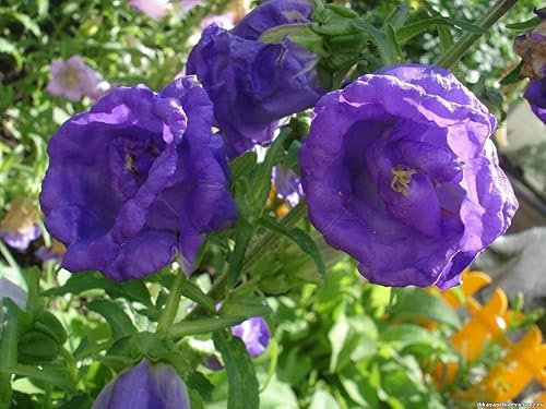 Miniatura 4 de Semillas Canterbury Bells - Taza y platillo de vid - Flores bienales para plantar - Sin OMG