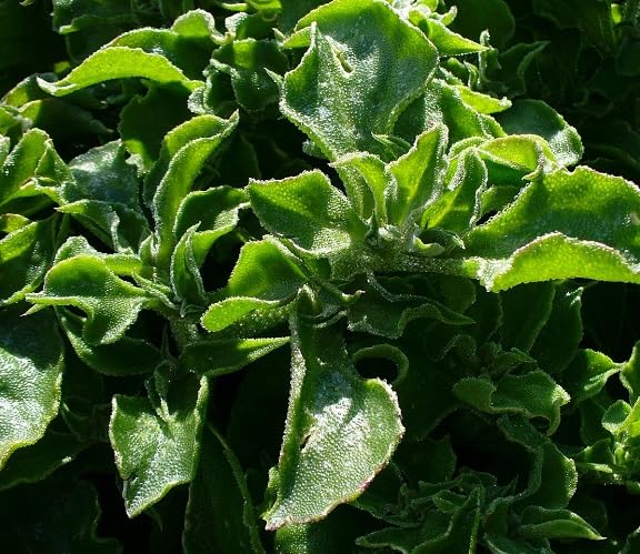 60Pcs Mesembryanthemum crystallinum Vegetable Seeds