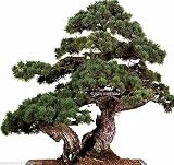  Pinus banksiana Semillas de Jack Pino Agujas cortos Bonsai jardinería o Estándar
