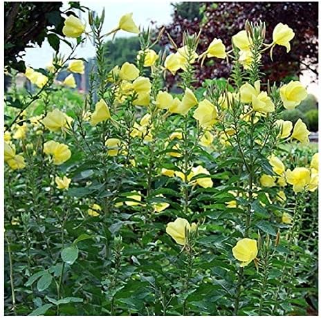 Common Evening Primrose/Oenothera biennis/Scented Flowers/Wildflowers/Hardy Biennial/Seeds