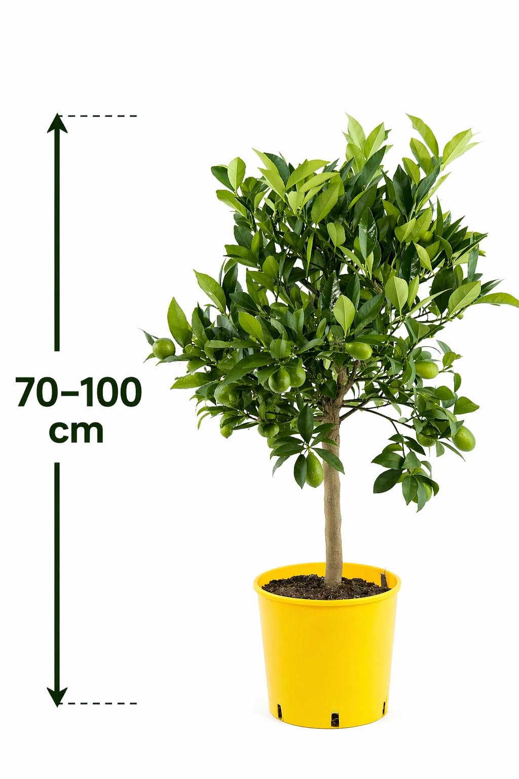 Italienische Limequat - Citrus x floridana, 70-100 cm, Exotischer Zitrusbaum, Pflegeleicht & Ertragreich, Ideal für Terrasse & Wintergarten