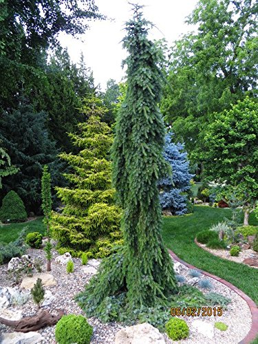 Bruns Pendula Weeping Serbian Spruce 2 - Year Live Plant #TOP4