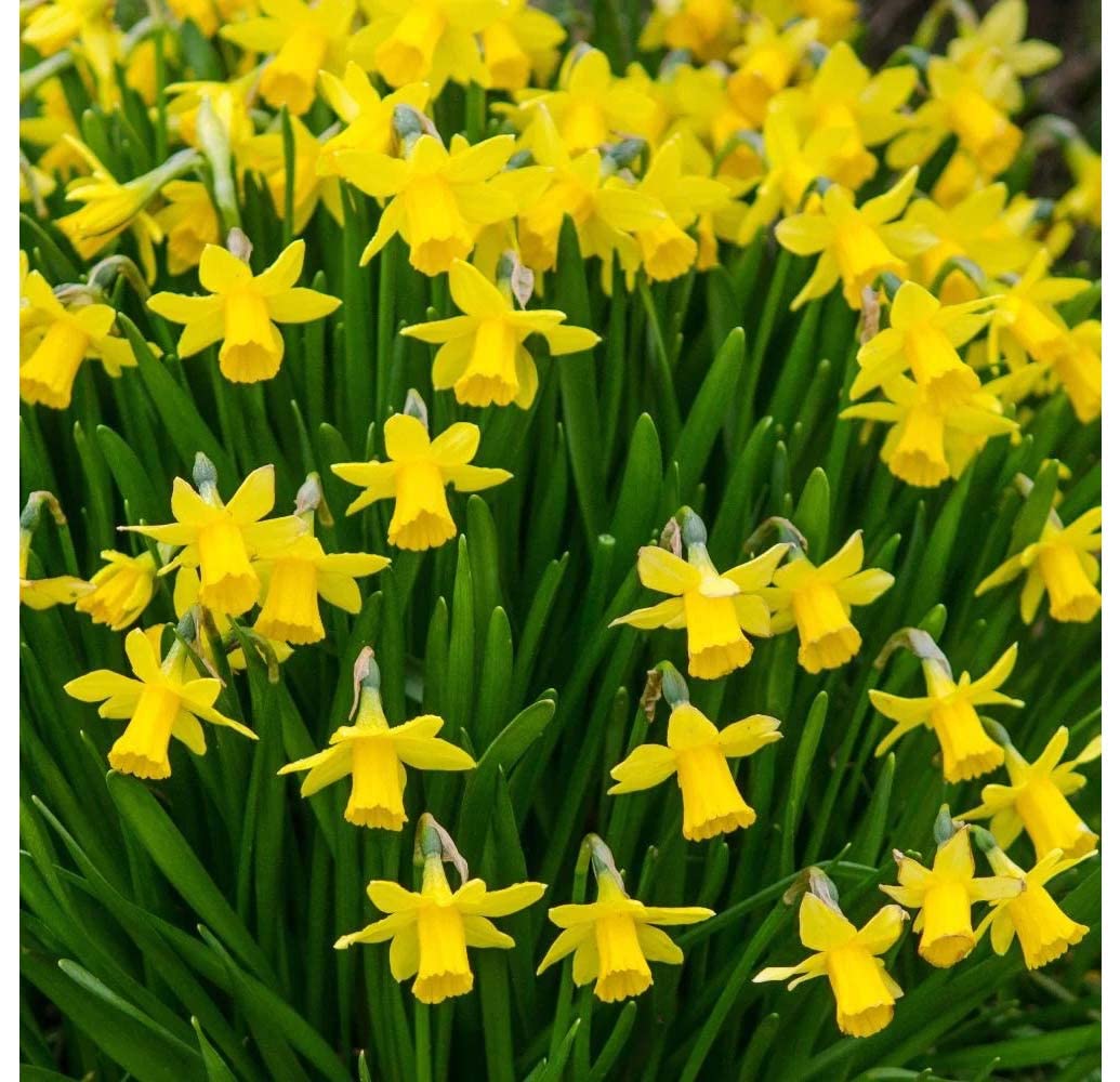 Rotteveel Live Flower Bulbs (200 Pack, Tete A Tete Daffodil)