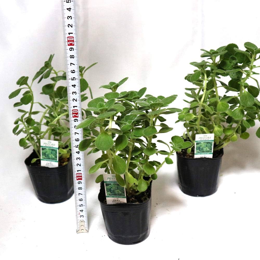 香るアロマタイム　根付き苗　分割5苗 香るアロマタイム 根付き苗 分割5苗 Amazon.co.jp: チャーム