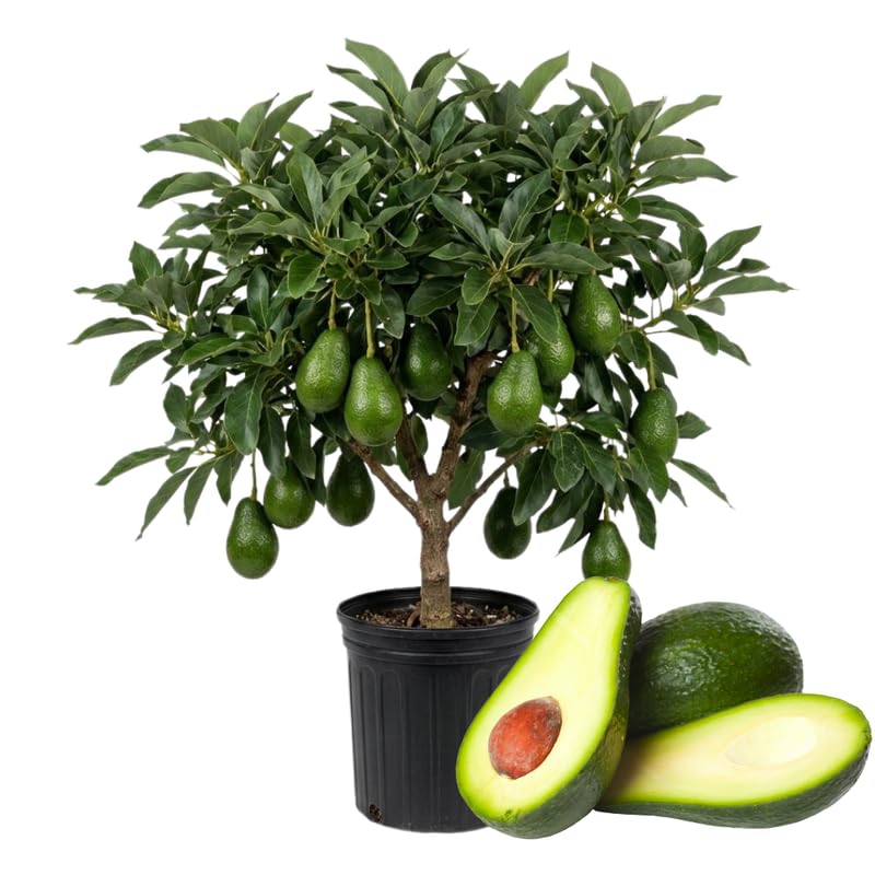 Live Dwarf Avocado Tree 3 Ft Tall