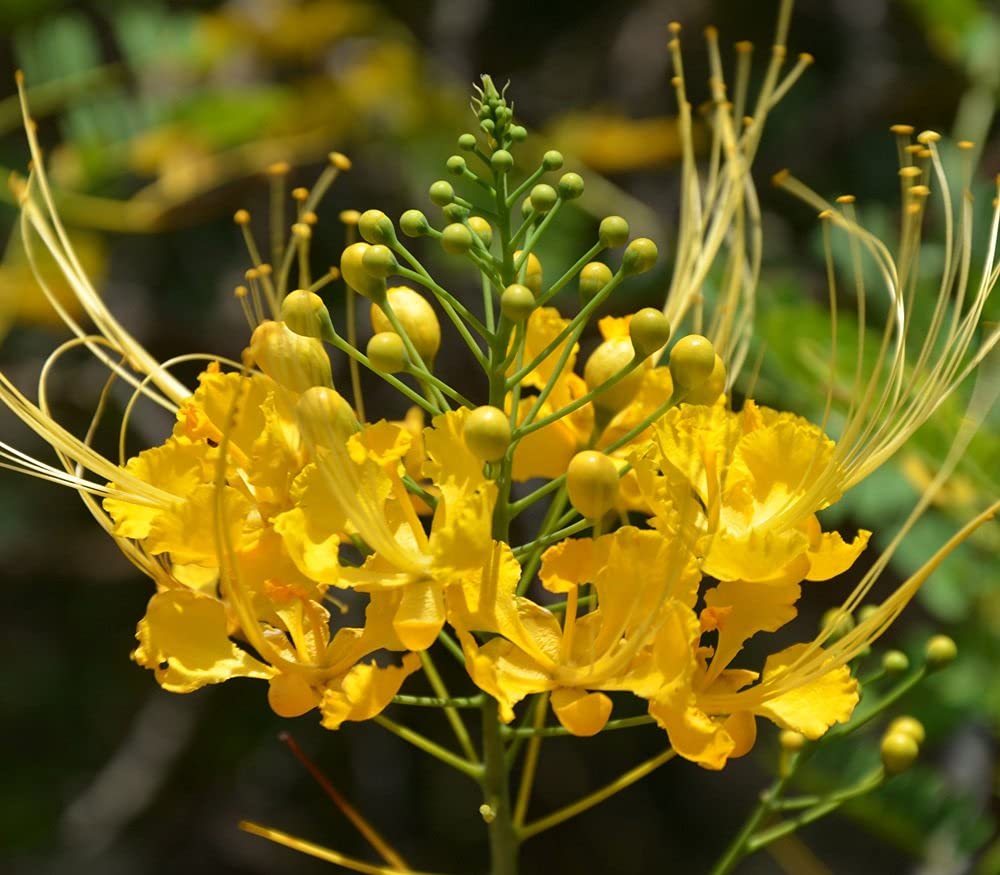 M-Tech Gardens Rare Yellow Peacock Flower Caesalpinia pulcherrima 20 Seeds for Growing (B094CC9L54) Amazon Price History, Amazon Price Tracker