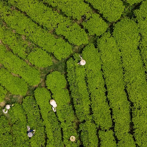Té Oolong en polvo 30 g miniatura 6