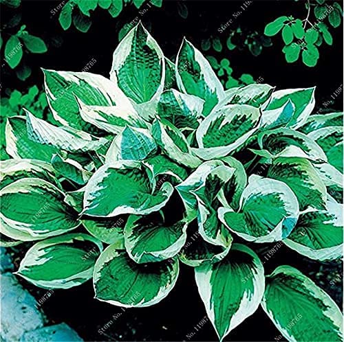 100 Pcs Mixed Hosta Jardin Perennials Lily Flower Pot White Lace Diy Home Garden Ground Cover Garden Plant - (Color: P) #TOP2