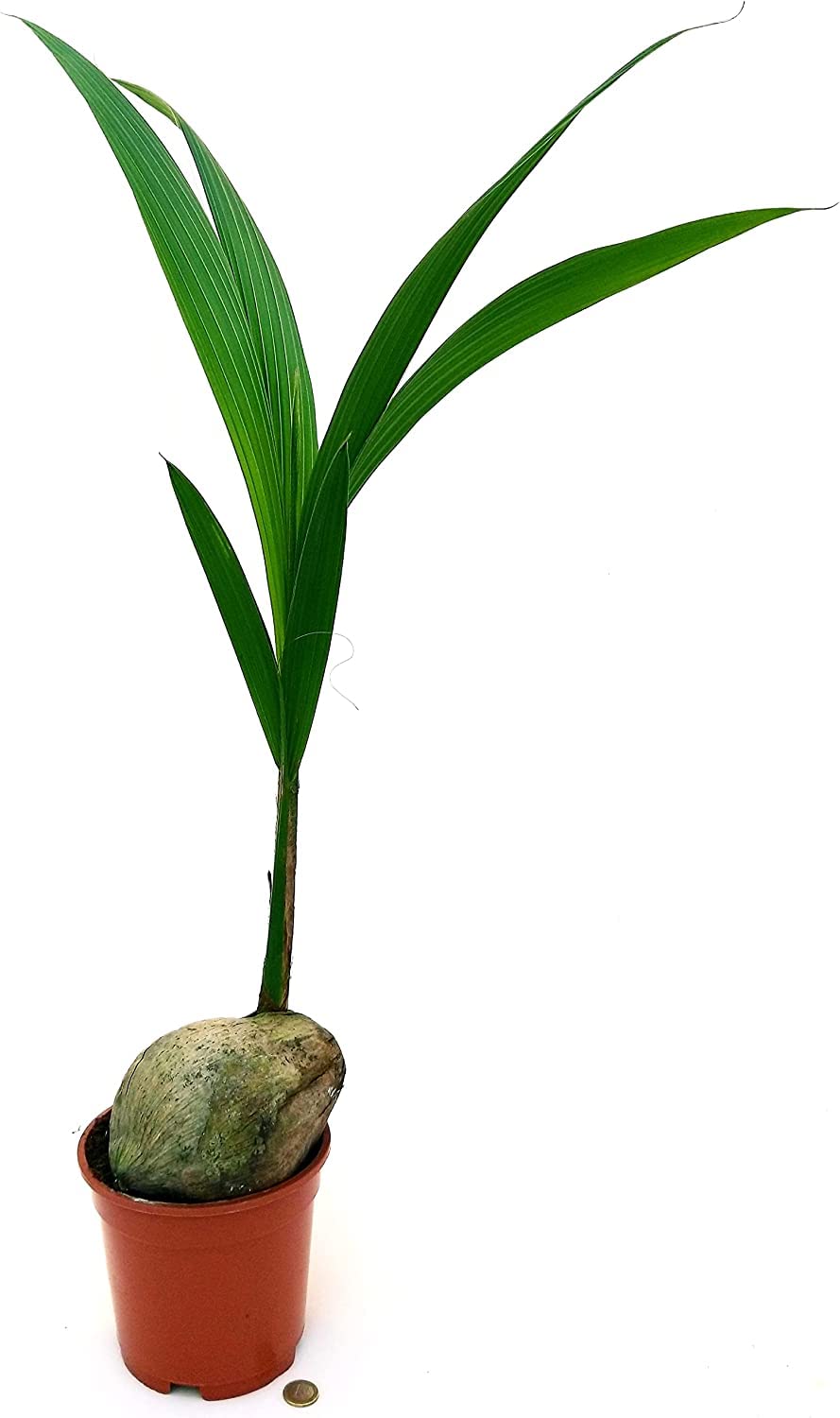Palmera Cocotera Natural | Árbol Cocos | Planta Viva | Cocos Nucifera Grande +120cm