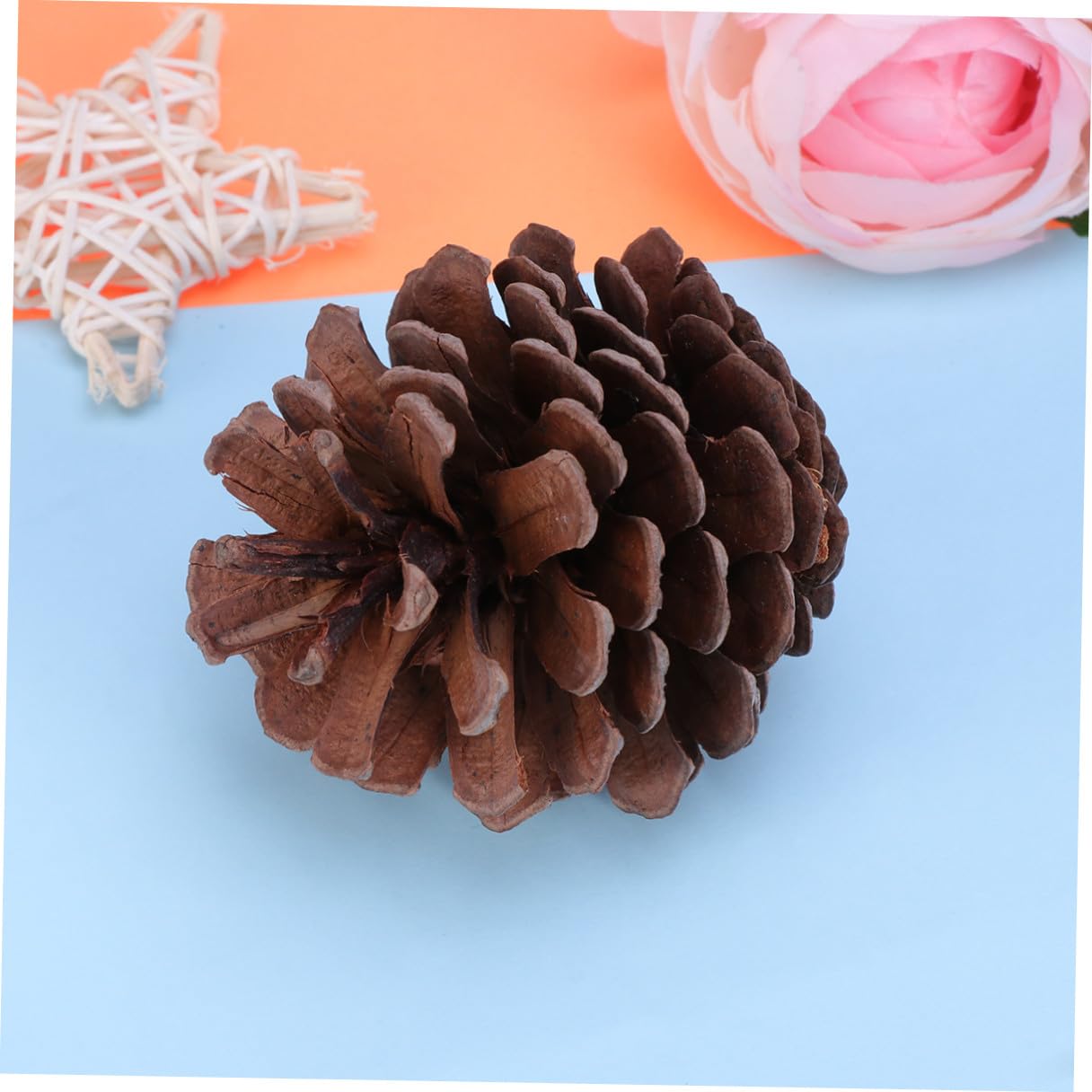 Pigne Natalizie Decorative 50 Pezzi 6-8cm in Pigne Naturali | Albero di Natale e Tavola, Uso Ripetuto, Atmosfera Festiva Invernale, Addobbi per Vetrina
