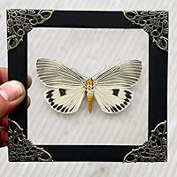 Vista 35 de Real Butterfly Framed Wall Art, Black Background Insect Display, Entomology Specimen Shadow Box, Dark Elegant Home Decor