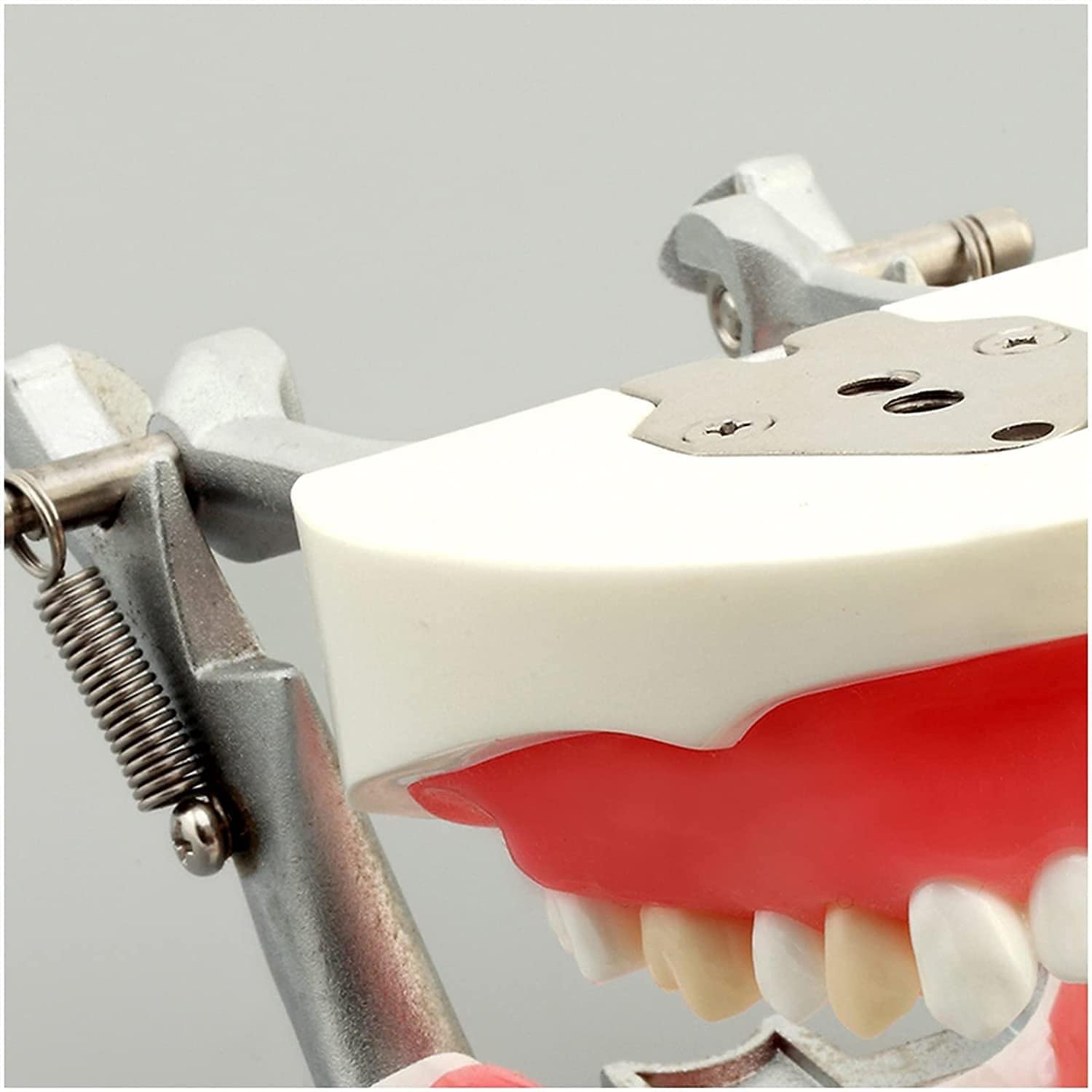 Model nauczania dentystycznego, model demonstracyjny wyjmowanych zębów do treningu dorosłych, standardowe materiały do nauki praktyki dentystycznej do użytku edukacyjnego