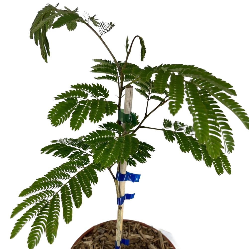 AMDGarden Pianta di ALBIZIA JULIBRIBRISSIN TROPICAL DREAM ® albero della seta in vaso 18 cm