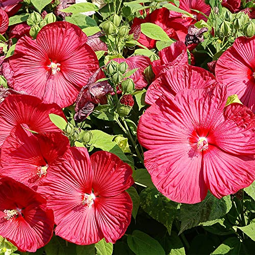 Qauzuy Garden 10 Red Hibiscus (Hardy Tropical Hibiscus) Rose Mallow Seeds, Non-Gmo Heirloom Flower Seeds, Striking Perennial Hardy Exotic Tropical Flower #TOP4