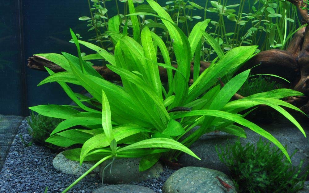 Tropica Einsteiger Maxi Set mit 10 Topf Pflanzen Aquariumpflanzenset Nr.37 Wasserpflanzen Aquarium Aquariumpflanzen