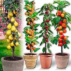 Arbres fruitiers Colonnaires - Lot de 4 arbres (cerisiers, pommiers, poiriers, abricotiers) - 80/100 cm de hauteur - Idéal pour Balcon, terrasse, Petit Jardin