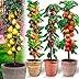 Arbres fruitiers Colonnaires - Lot de 4 arbres (cerisiers, pommiers, poiriers, abricotiers) - 80/100 cm de hauteur - Pour pots et pleine terre - Idéal pour Balcon, terrasse, Petit Jardin