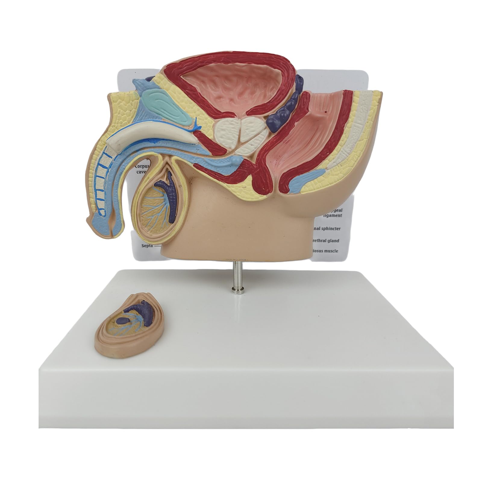 Modelo de cavidad abdominal masculina ideal para consultas de urología