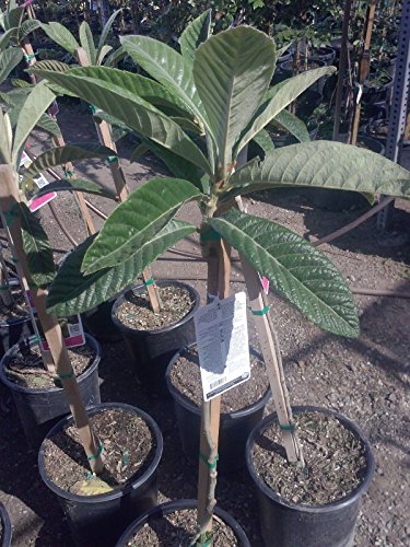 9EzTropical - Big Jim Loquat Tree - 3 Feet Tall - Ship in 3 Gal Pot