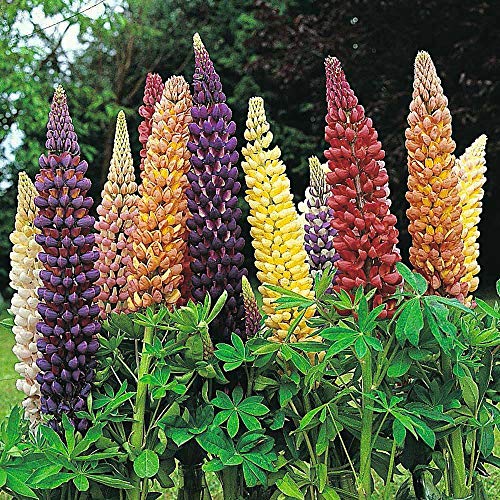 Lupin 'Band of Nobles Mixed' Seeds Hardy Perennial Flowering Garden Plants Easy to Grow Your Own 1 Packet of 35 Seeds by Thompson and Morgan