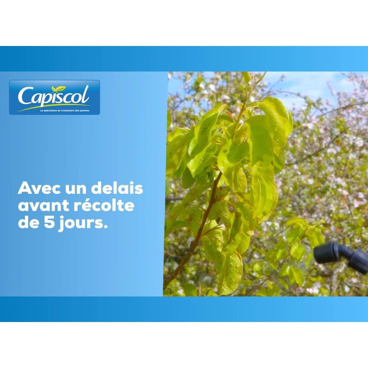 Bouillie Bordelaise Capiscol BB20300 - 300g - Fongicide Cuprique Polyvalent Contre Mildiou, Tavelure & Cloque Du Pêcher