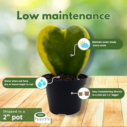 Miniatura 5 de Corazón de Hoya Kerrii abigarradoPlanta de novioPlanta del día de la madrePlanta HoyaPlanta de HoyaSuculenta en forma de corazónCorazón HoyaPlanta