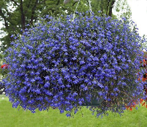 Männertreu 1000 Samen, Lobelie Pendula Sapphire Samen, Hängelobelien