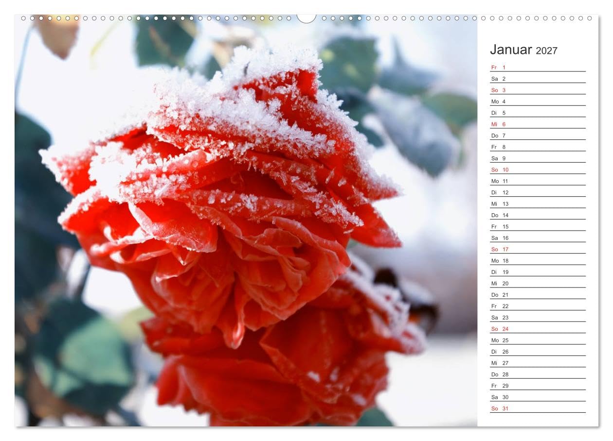 CALVENDO - Blumenfreude Terminkalender (Wandkalender 2027 DIN A2 quer), Monatskalender: Mit wunderschönen bunten Blumen und Blütenbilder durch das Jahr