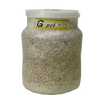 極上！カワラ菌糸瓶【6本】トレハロース、キトサン強化　タランドゥス　オウゴンオニ 2025年最新】タランドゥス幼虫の購入・出品情報を探す - Yahoo