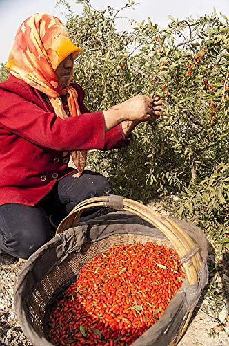 Wholeberry Organic Wolfberry Gouqi Goji Berries 32Oz| Raw, Vegan, Gluten Free Super Food High In Plant Based Protein, Dietary Fiber, Vitamin A & Iron | Large… #TOP2