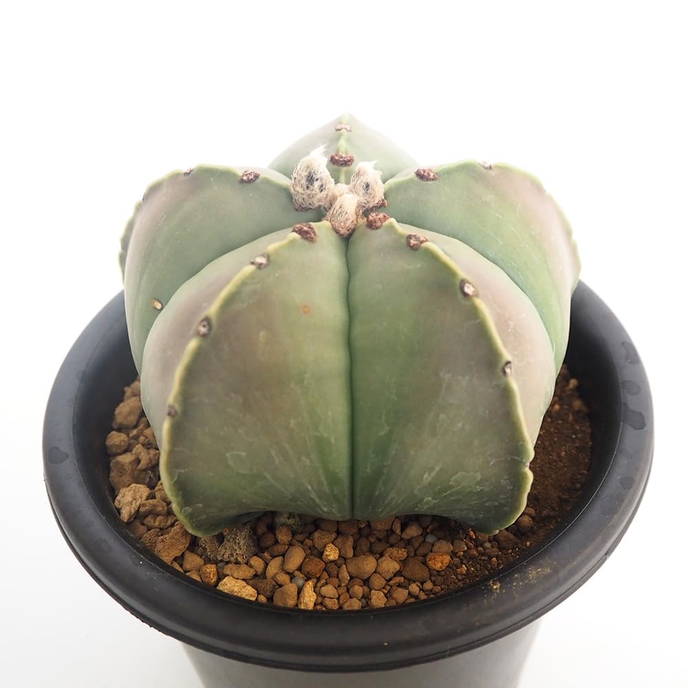 ＩＴＡＮＳＥ ランポー玉