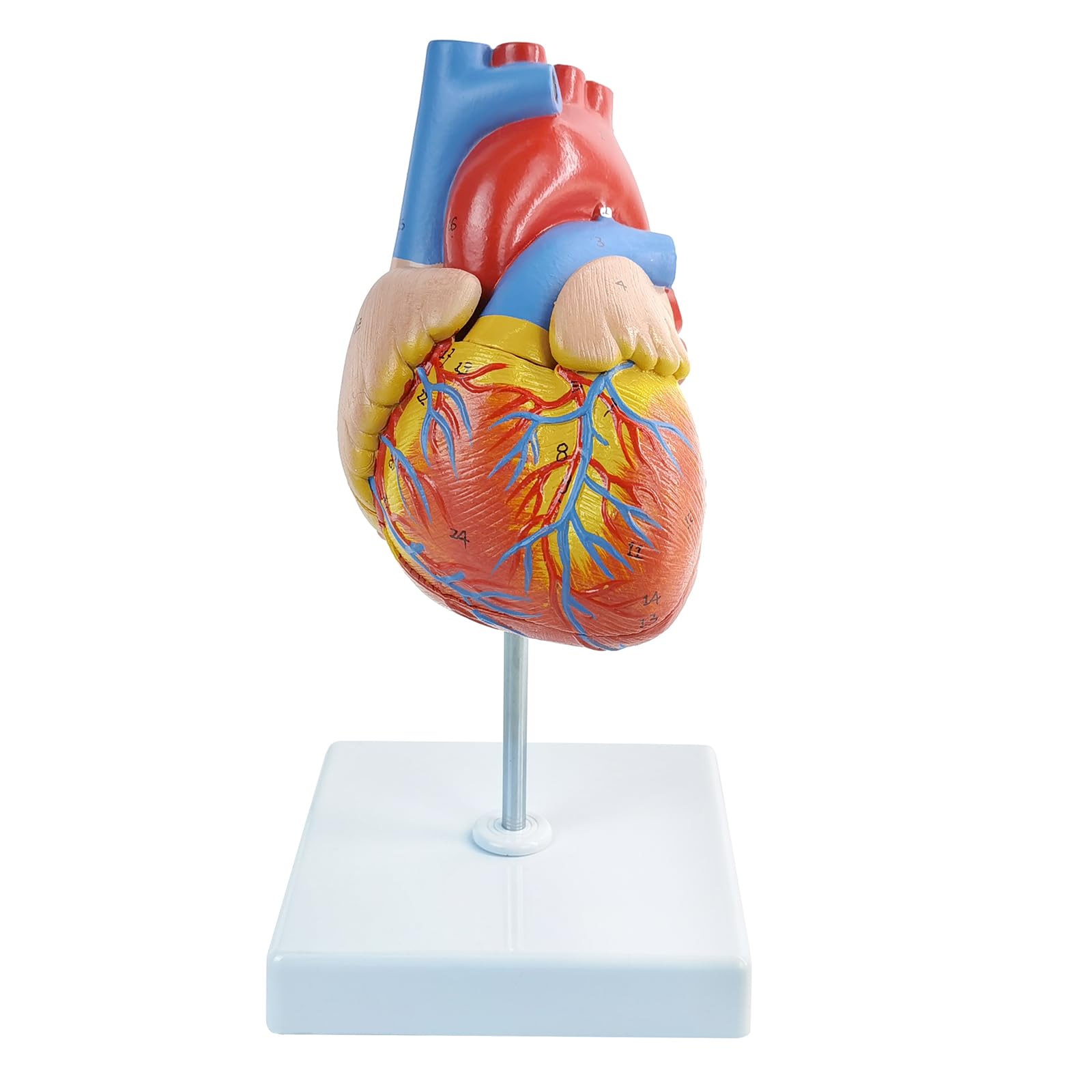 EVOTECH SCIENTIFIC Lebensgroßes menschliches Herzmodell, 1: 1-anatomisches Herzmodell auf Zwerchfell- und Perikardbasis