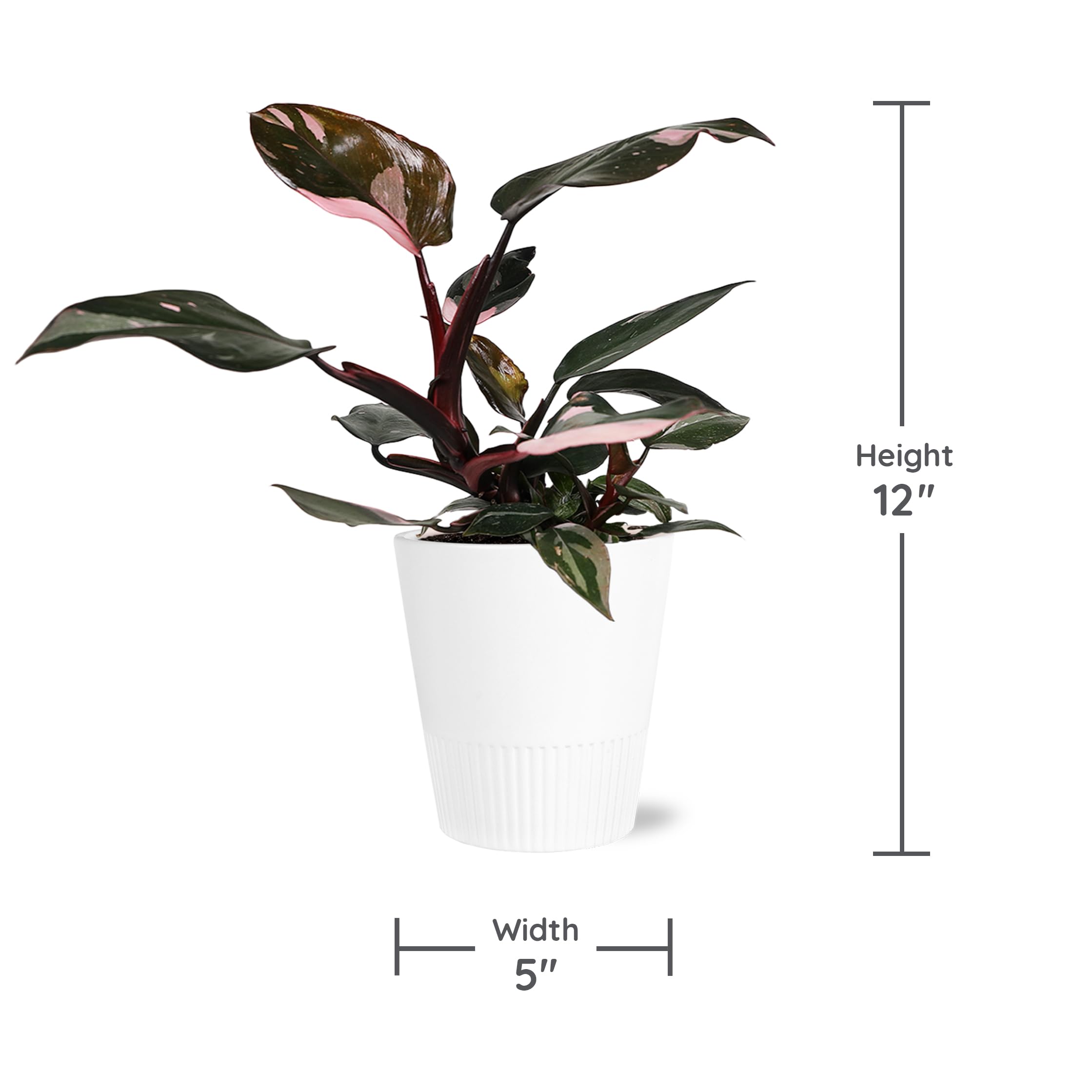 Amazon.com : Green Circle Growers Live Pink Princess Philodendron in White  Ceramic Pot  Vibrant Variegated Leaves, Perfect Indoor Houseplant, 5-Inch  Decorative Planter : Patio, Lawn & Garden