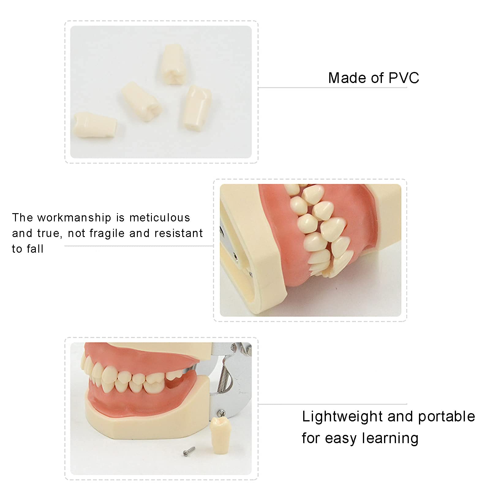 Modello di Denti Standard Dentali, 28 Denti con Istruzione dei Denti Inferiori Rimovibili, Modello di Insegnamento di Cura Dentale per Bambini, Modello di Dimostrazione Standard Adulto