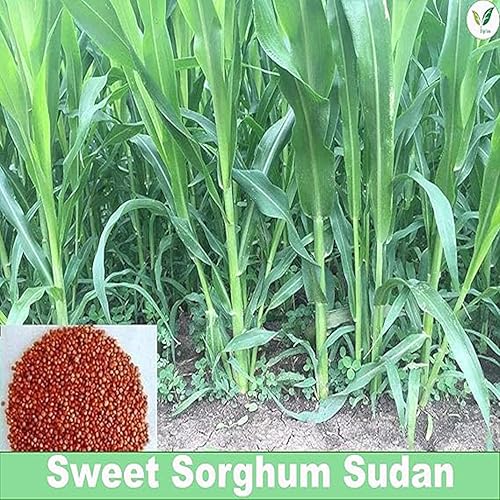 Image of lagrifarm Sorghum Sudan Grass Seeds - 3 Kg - Multi Cut Fodder Seeds for Forage, Hay, Pasture, Silage