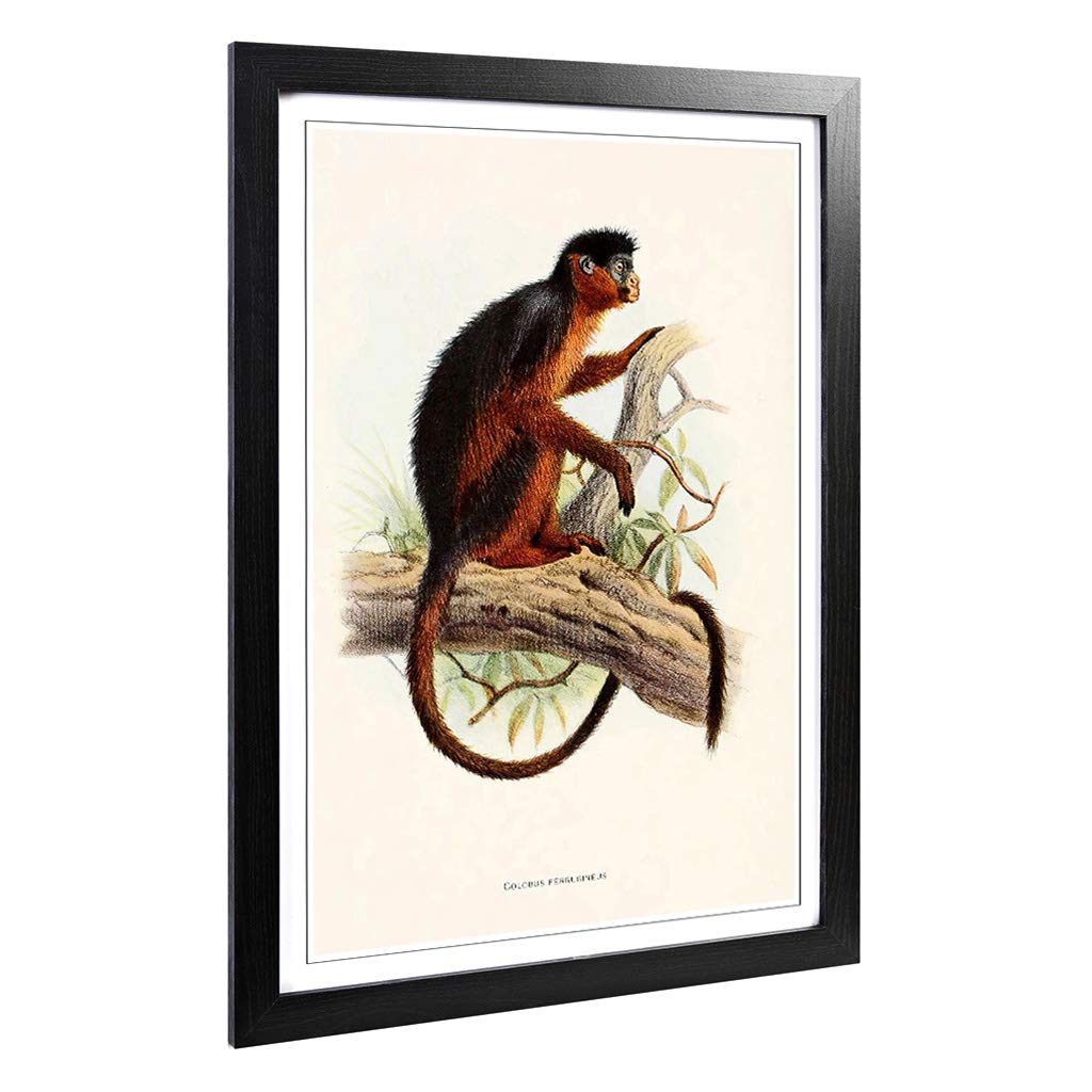 Big Box Art Framed Print of Vintage Joseph Wolf Colobus Monkey Design | Wall Art Picture | Home Decor for Kitchen, Living Room, Bedroom, Hallway, Black, A2 / 24.5x18 Inch / 62x45cm