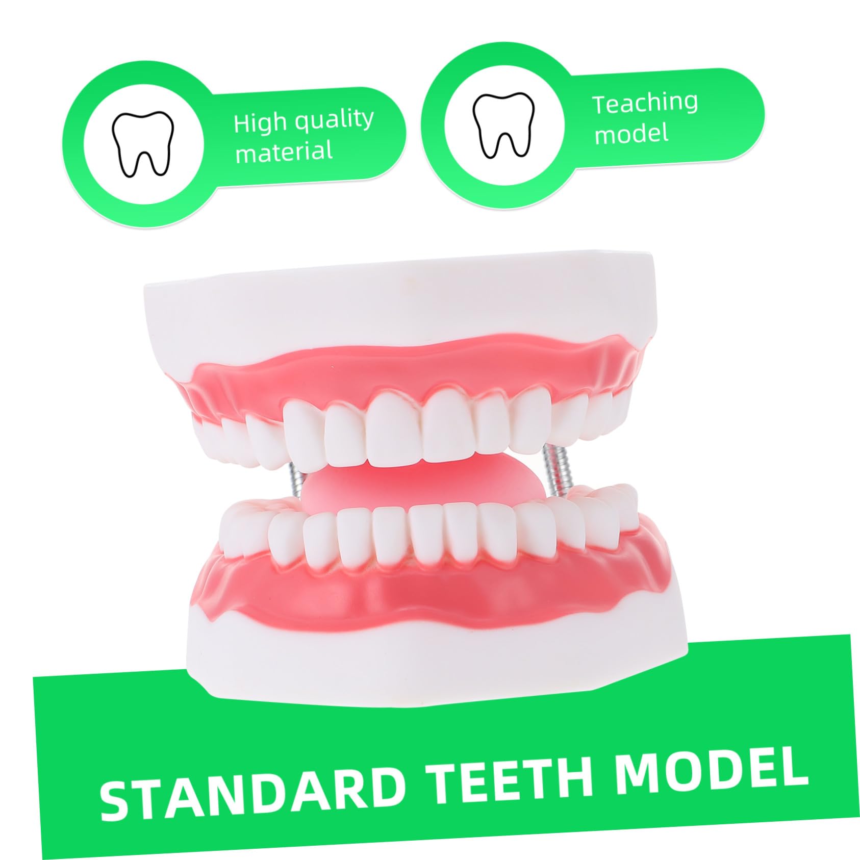 Modello Dentale Ingrandito 6x in Pvc Bianco con Spazzolino | Uso Didattico per Ragazzo Ragazza, Forma Creativa, per Insegnare la Pulizia Orale