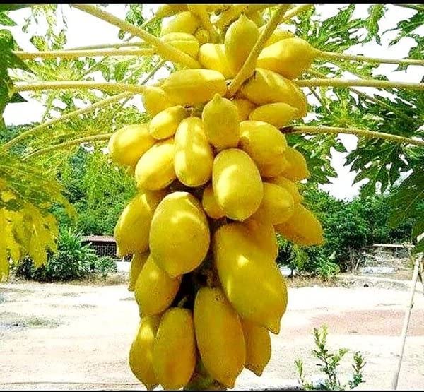 See full amazon price history chart for MphmiDL Live Plants Papaya, Papita (Hybrid)- Plant (Plant Height 4 inches, Pack of 1 Papaya Plant) MphmiDL Live Plants Papaya, Papita (Hybrid)- Plant (Plant Height 4 inches, Pack of 1 Papaya Plant) (B09WD5YLKX) Amazon Price History, Amazon Price Tracker